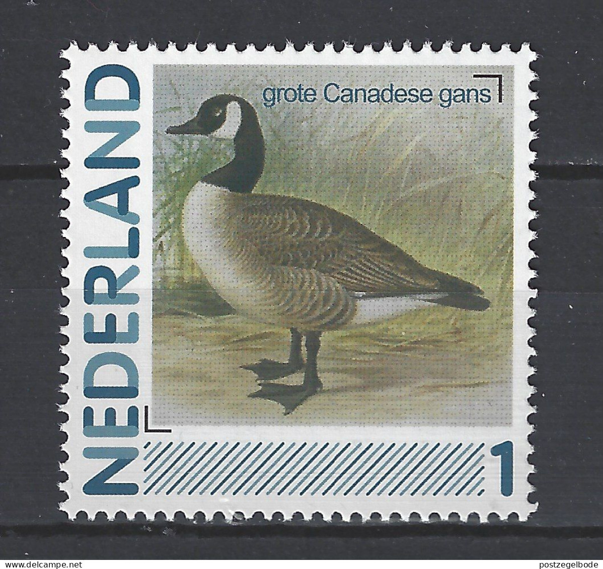 Netherlands Nederland Pays Bas Holanda Niederlande MNH ; Canadese Gans Goose Oie Ganso Vogel Bird Ave Oiseau - Gansos