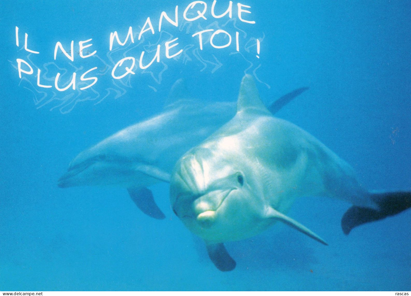 CPM - C - DAUPHIN - IL NE MANQUE QUE TOI ! - Dauphins