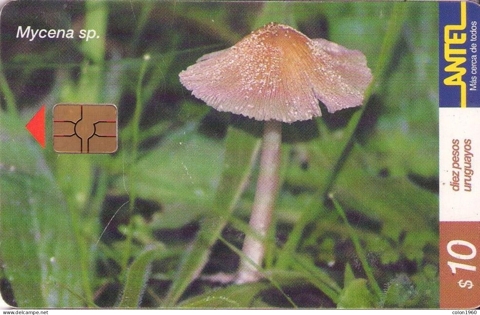 URUGUAY. 158a(b). Setas - Mushrooms - CHAMPIGNONS - FUNGHI. Mycena Sp. Chip Rojo. 01-2001. (080) - Uruguay