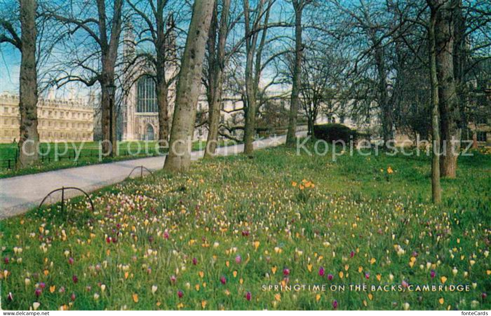 72780010 Cambridge Cambridgeshire Springtime On The Backs Cambridge - Sonstige & Ohne Zuordnung