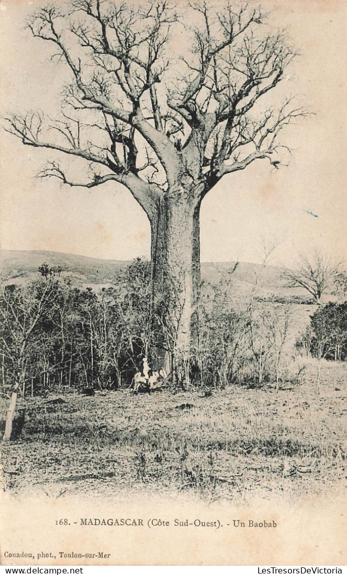 MADAGASCAR - Côte Sud Ouest - Vue Générale D'un Baobab - Carte Postale Ancienne - Madagaskar