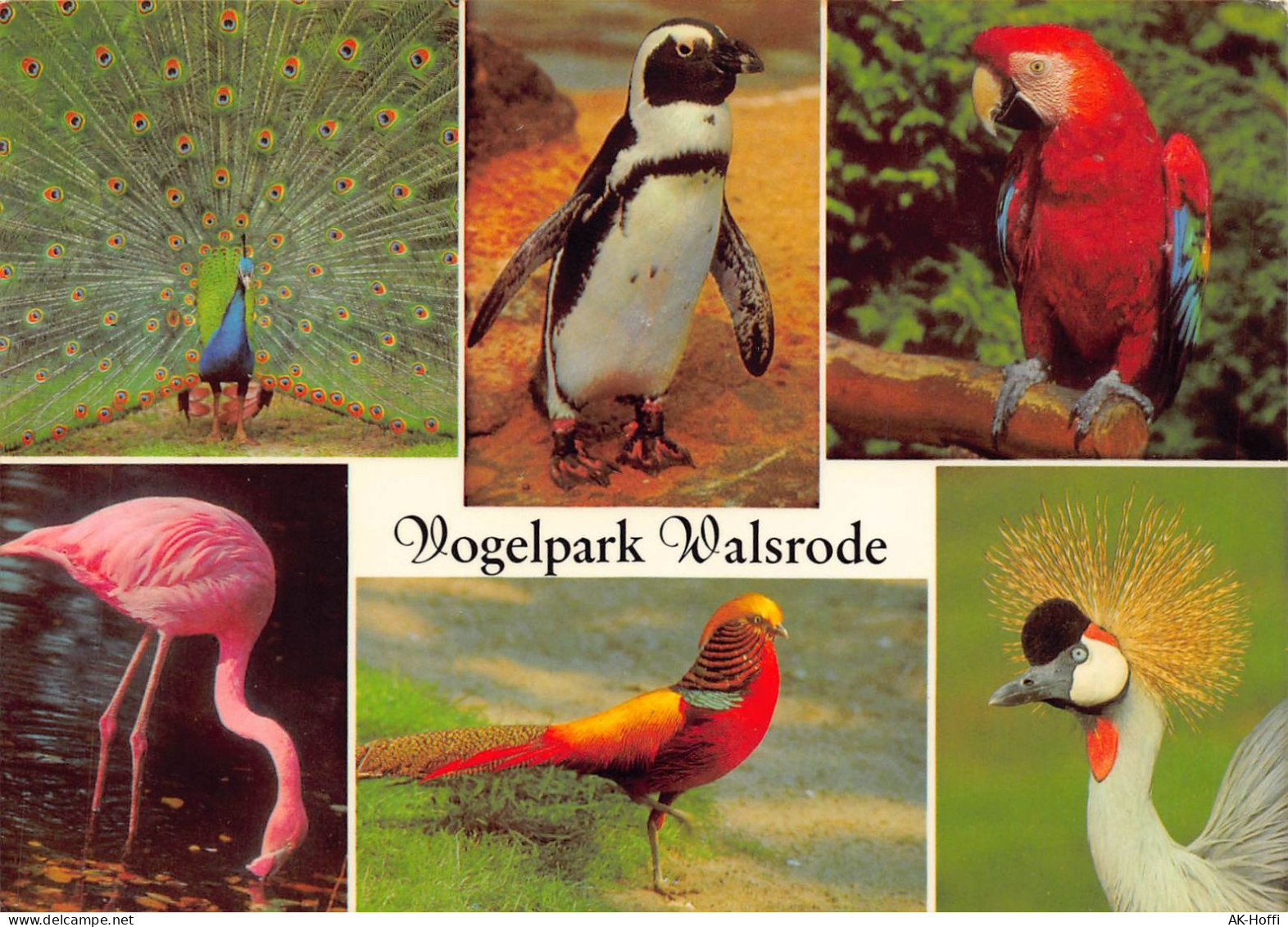 Vogelpark Walsrode 1977 (1153) - Walsrode