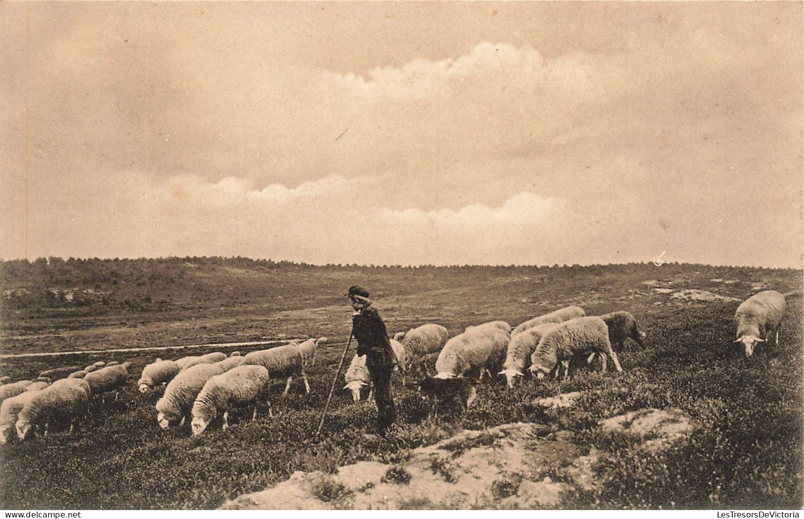 METIERS - Un Berger Gardant Son Troupeau - Carte Postale Ancienne - Paesani