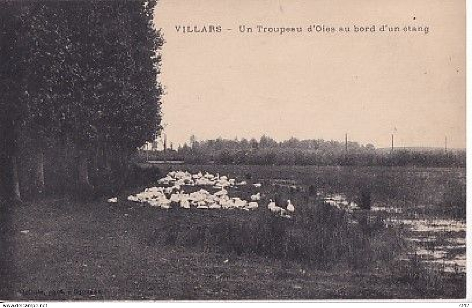 VILLARS LES DOMBES               UN TROUPEAU D OIES AU BORD D UN ETANG - Villars-les-Dombes