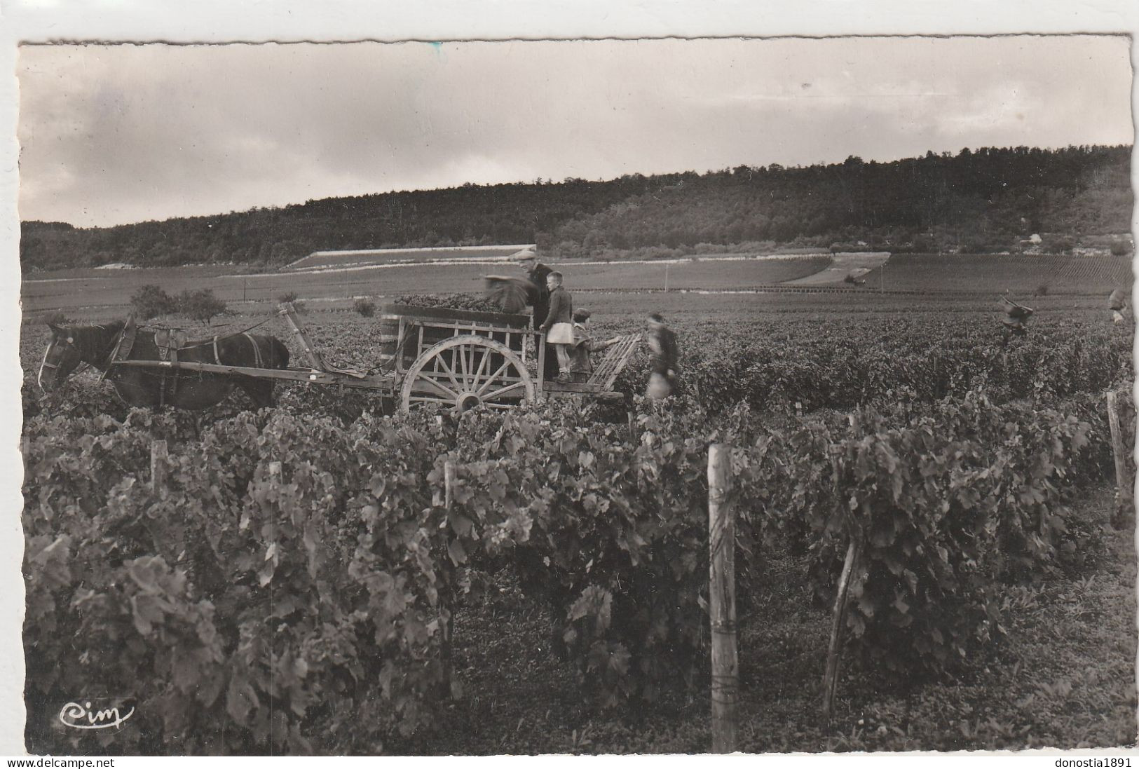 MEURSAULT (21) Les Vendanges; Attelage, Vigne, Vendangeurs, 9x14 Dentelée Glacée -Ed. Combier - Timbrée 1952 - Meursault