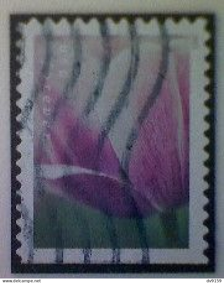 United States, Scott #5785, Used(o), 2023, Tulip Blossom, (63¢), Multicolored - Usati