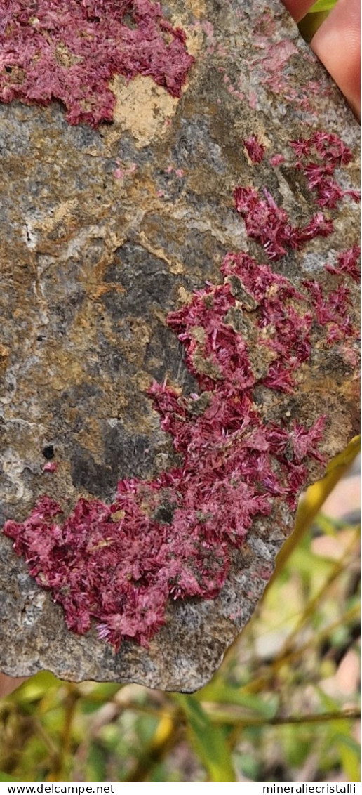 Eritrite Cristalli Su Piastra Peso 1 Kg Da Museo Provenienza Marocco - Minéraux