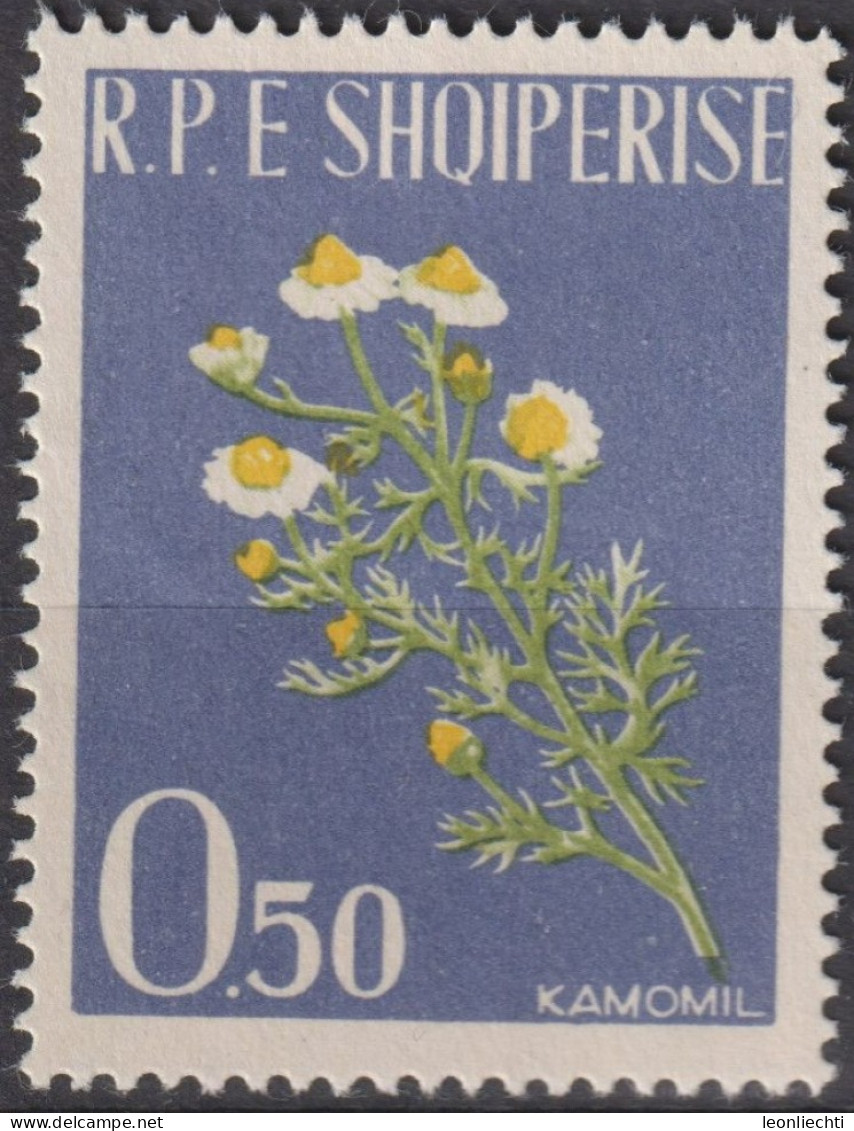 1962 Albanien * Mi:AL 654A, Sn:AL 613, Yt:AL 573, Kamille / Chamomile (Matricaria Chamomilla), Heilpflanzen - Heilpflanzen