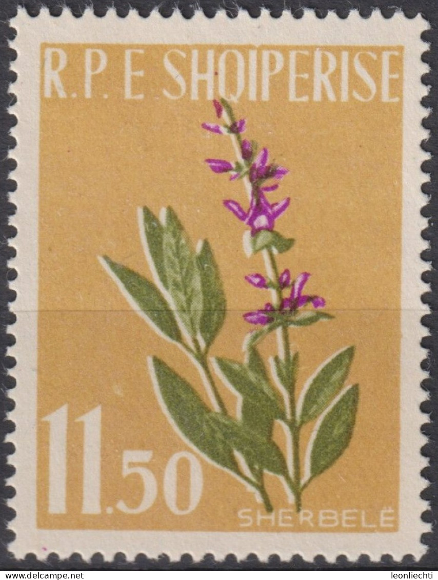 1962 Albanien * Mi:AL 656A, Sn:AL 615, Yt:AL 575, Common Sage (Salvia Officinalis), Heilpflanzen - Heilpflanzen