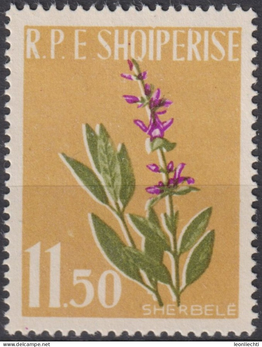 1962 Albanien * Mi:AL 656A, Sn:AL 615, Yt:AL 575, Common Sage (Salvia Officinalis), Heilpflanzen - Plantas Medicinales