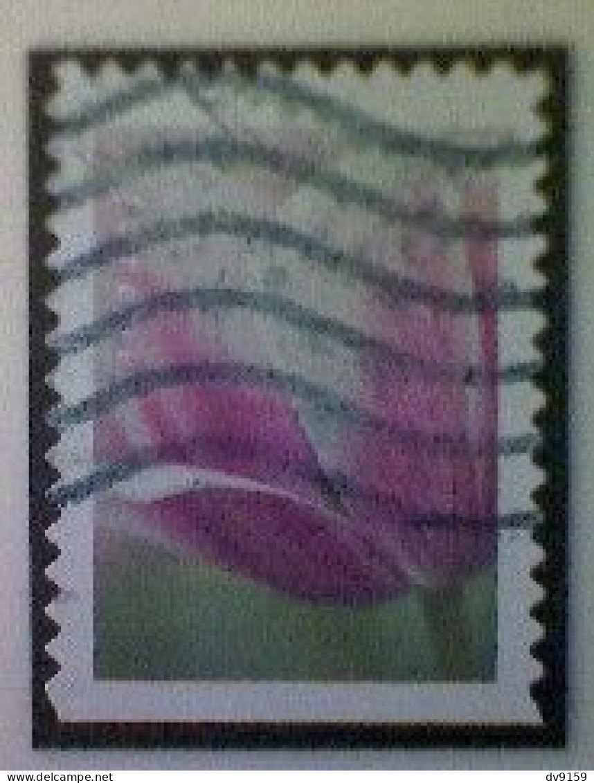 United States, Scott #5785, Used(o), 2023, Tulip Blossom, (63¢), Multicolored - Gebruikt