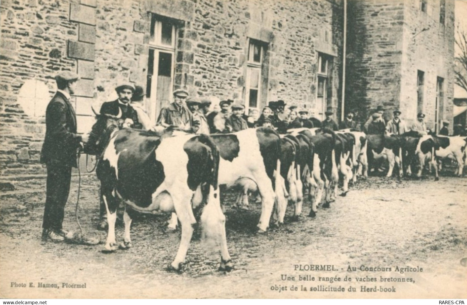 56 PLOERMEL - AU CONCOURS AGRICOLE - UNE BELLE RANGEE DE VACHES BRETONNES, OBJET DE SOLLICITATION DU HERD-BOOK - Ploërmel