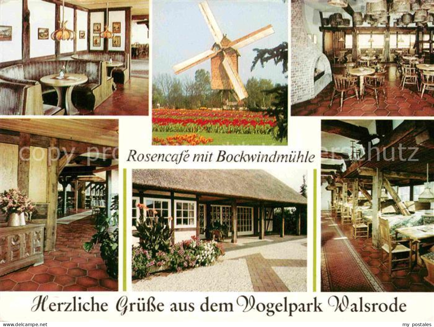 72783401 Walsrode Lueneburger Heide Rosencafe Mit Bockwindmuehle Im Vogelpark Wa - Walsrode