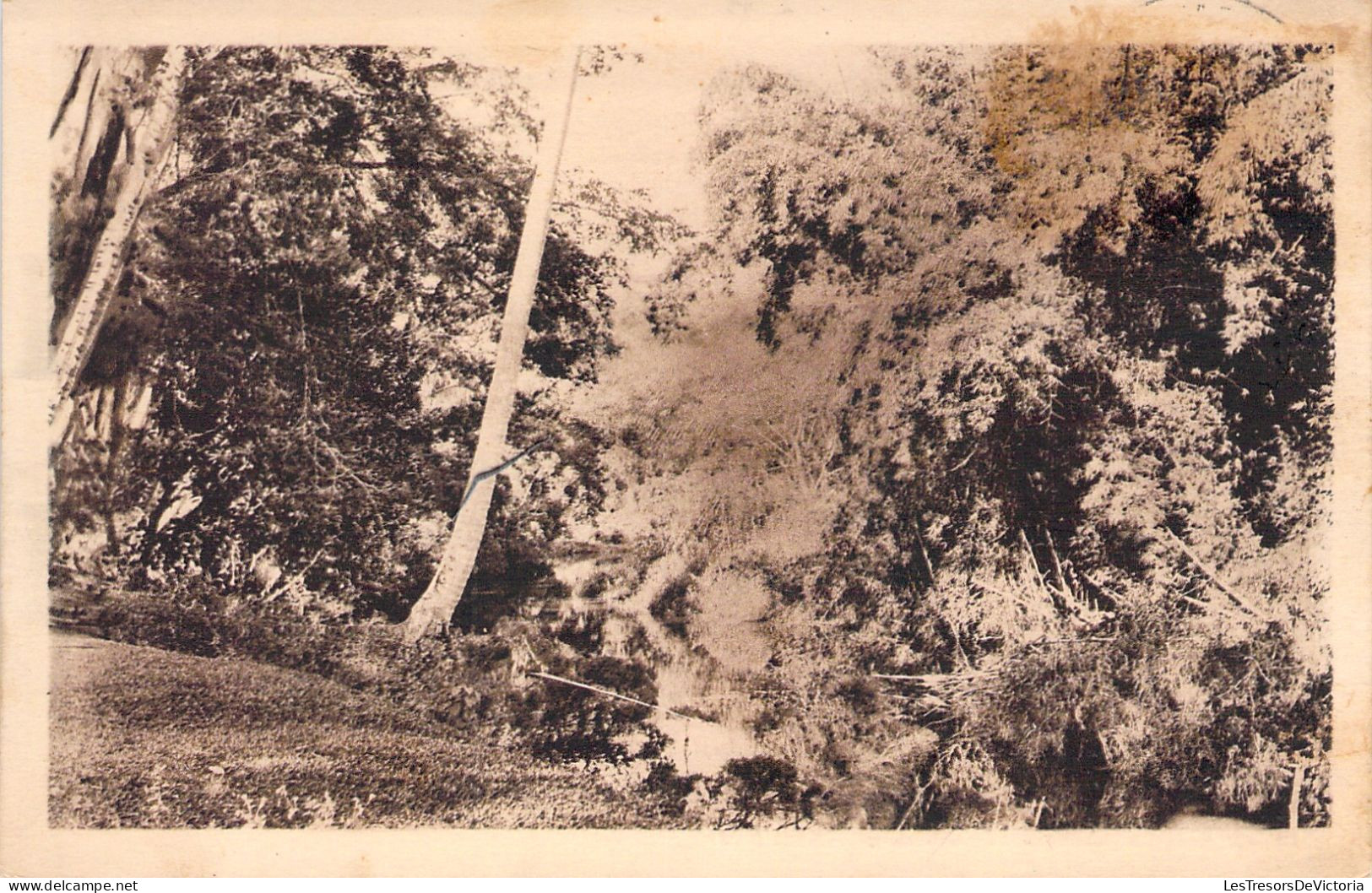 Nouvelle Calédonie  - Houailou - Sous Bois  -  Carte Postale Ancienne - Nuova Caledonia