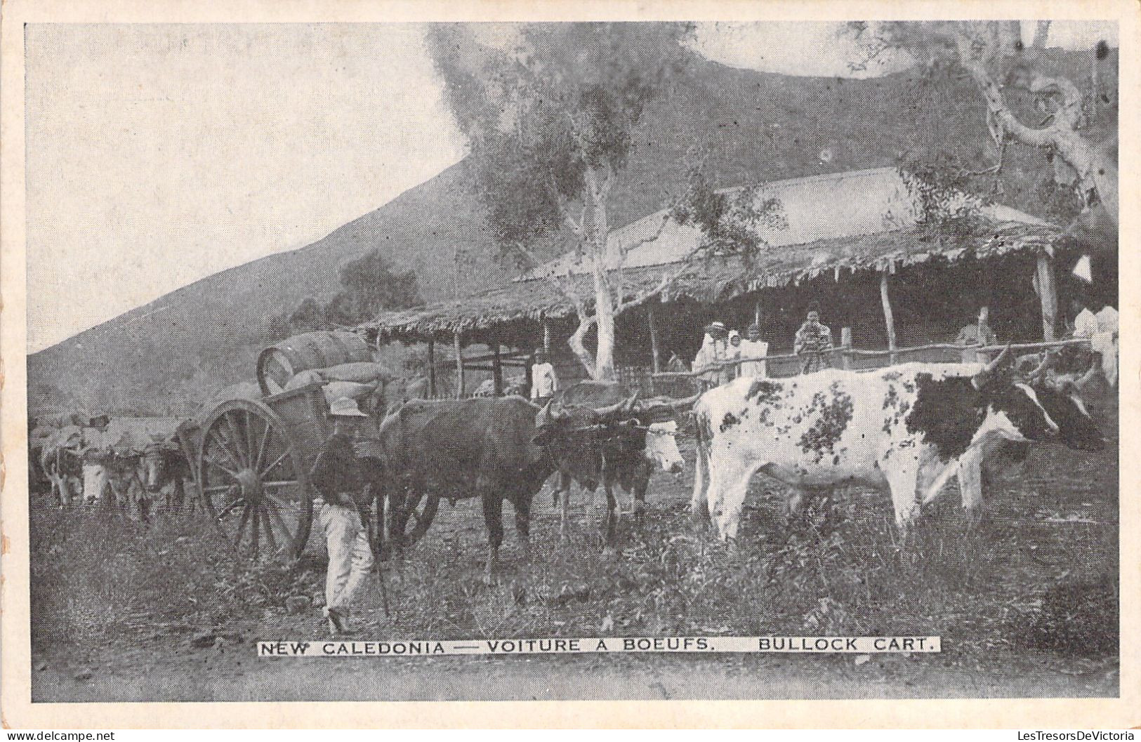 Nouvelle Calédonie  - New Caledonia - Voiture A Boeufs - Bullock Cart - Carte Postale Ancienne - New Caledonia
