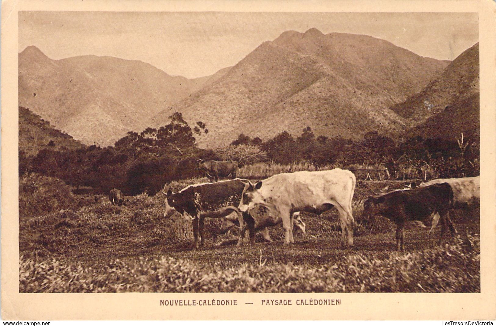 Nouvelle Calédonie  - Paysage Caledonien - Betail - Carte Postale Ancienne - Nieuw-Caledonië