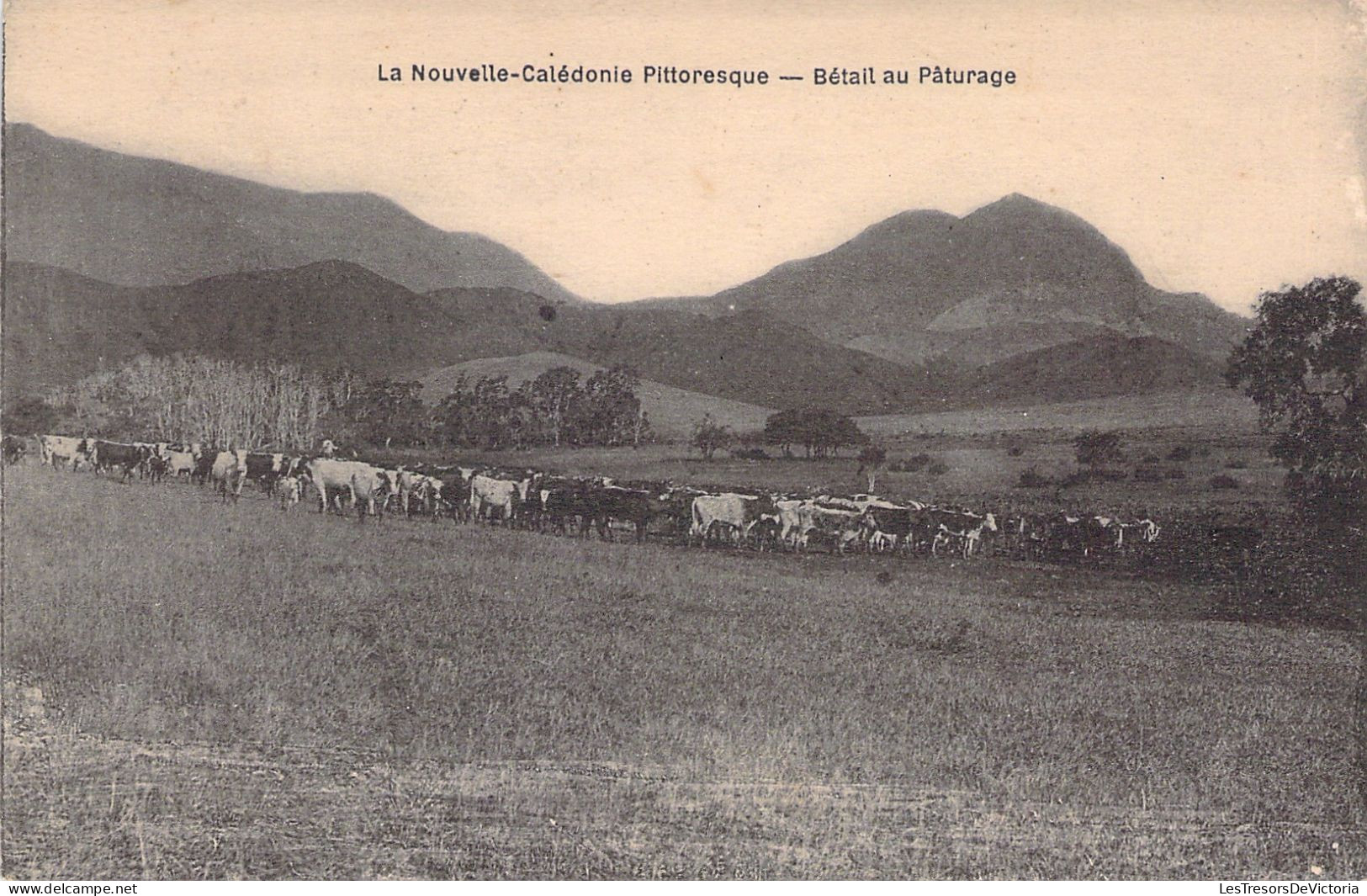 Nouvelle Calédonie  - La Nouvelle Caledonie Pittoresque - Betail Au Paturage - Carte Postale Ancienne - Neukaledonien