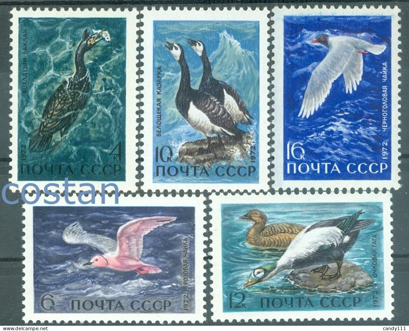 1972 Seabird,Ross's Gull,barnacle Goose,spectacled Eider,cormorant,Russia3974MNH - Meeuwen