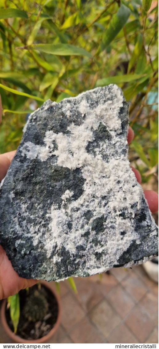 Aragonite Aghiforme In Ciuffi 14x12  Cm Colli Piacentini Monte Tre Abati Coli Piacenza Emilia Romagna Italia  C - Mineralien