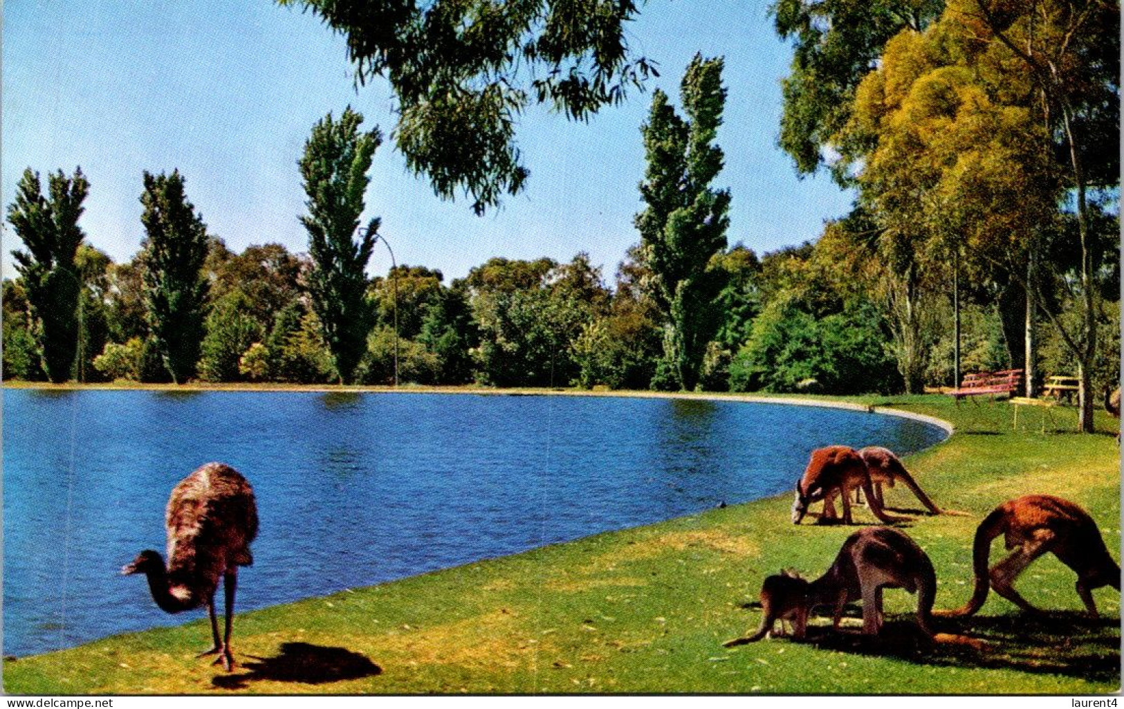 22-2-2024 (1 W 1) Australia - NSW - Broken Hill Zinc Corporation Lake (with Kangaroo & Emu) - Broken Hill