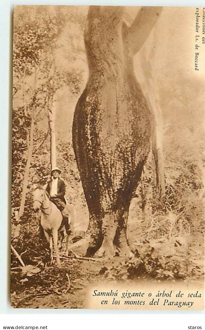 PARAGUAY - Samubu Gigante O Arbol De Seda En Los Montes Del Paraguay - Arbre à Soie - Paraguay