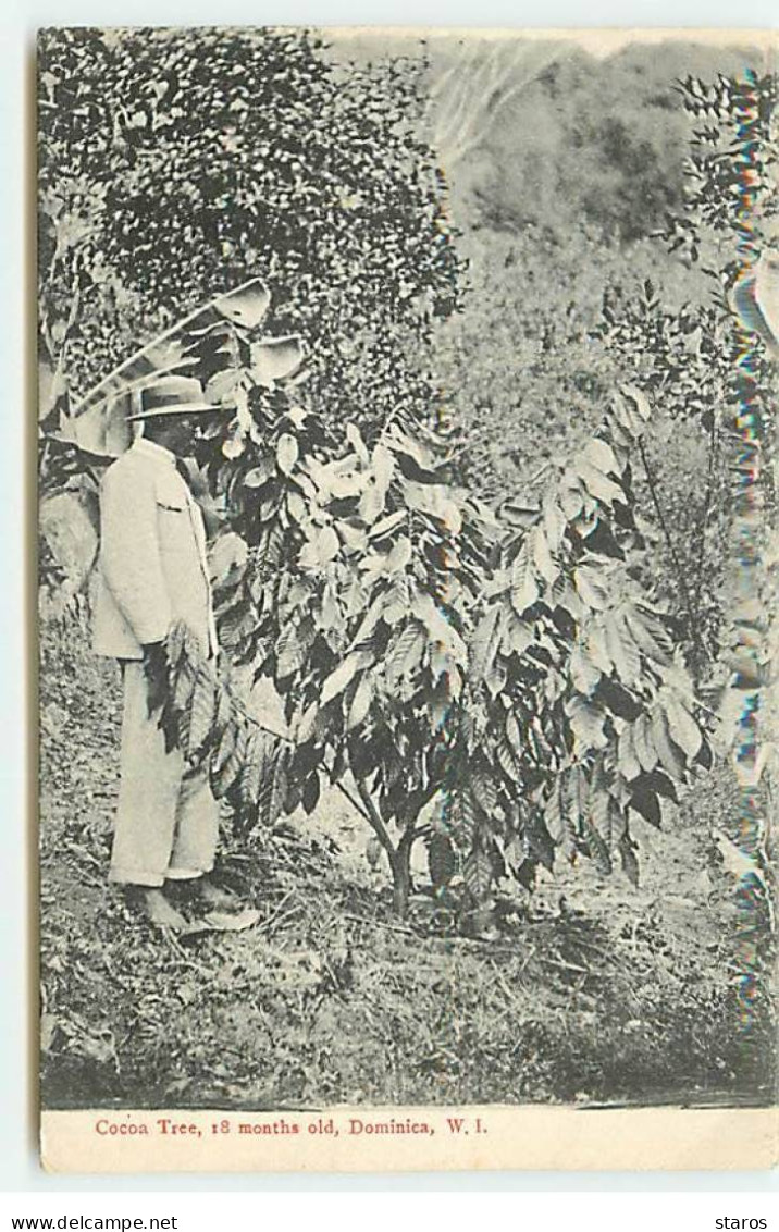 DOMINIQUE - Dominica - Cocoa Tree, 18 Months Old - Dominica