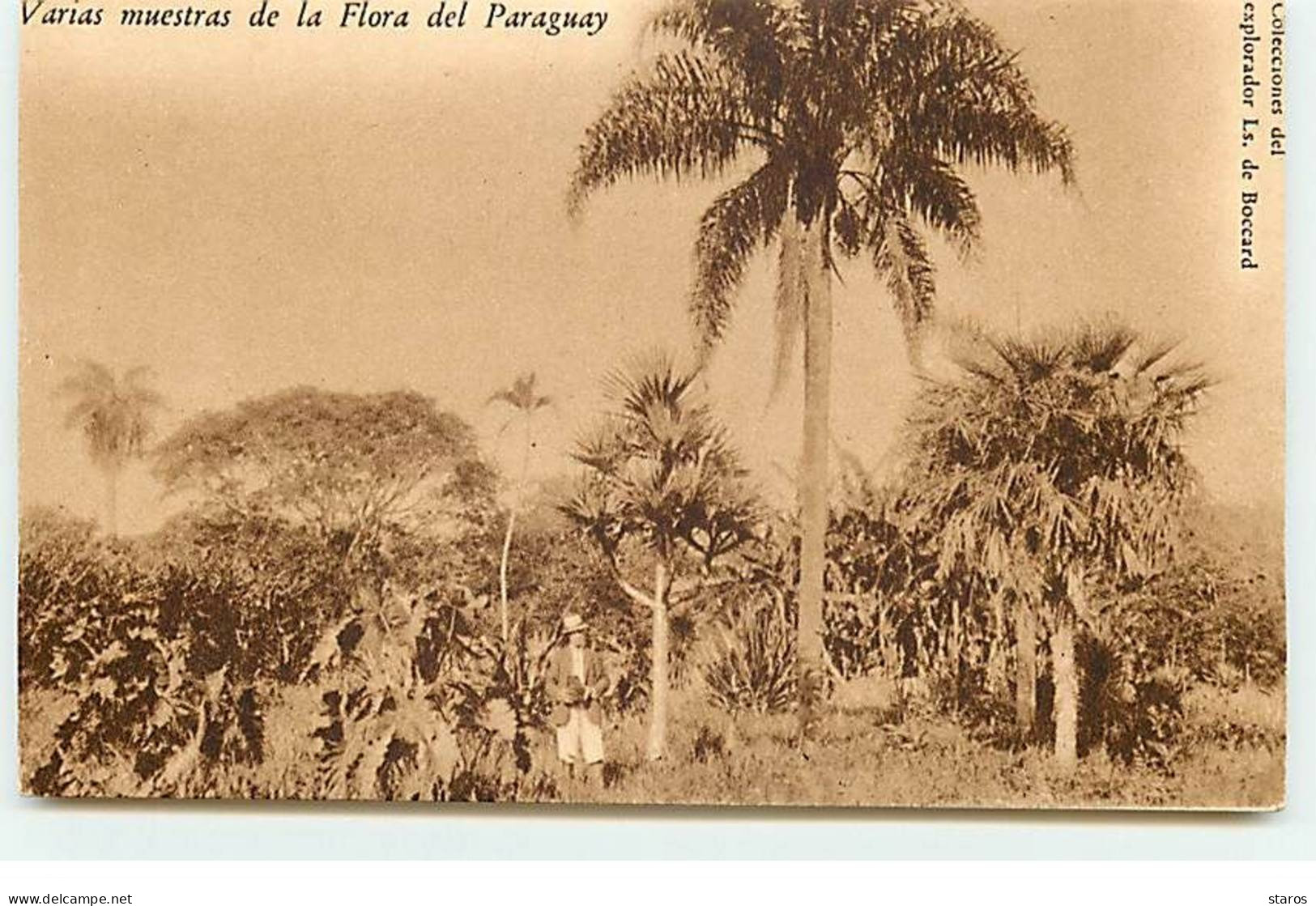 PARAGUAY - Varias Muestras De La Flora Del Paraguay - Paraguay