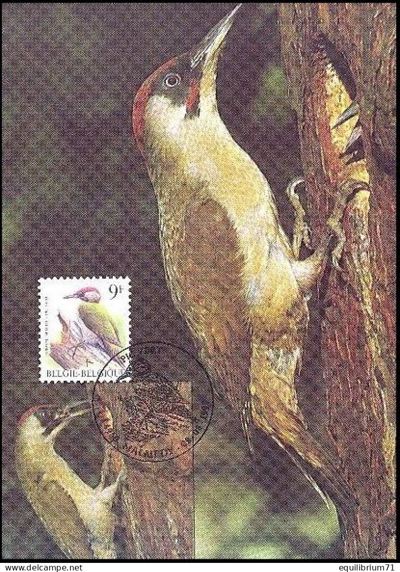 CM/MK° - Pic Vert / Groene Specht / Specht / Woodpecker / Picus Viridis - Malmedy - 08-08-1998 - BUZIN - Climbing Birds