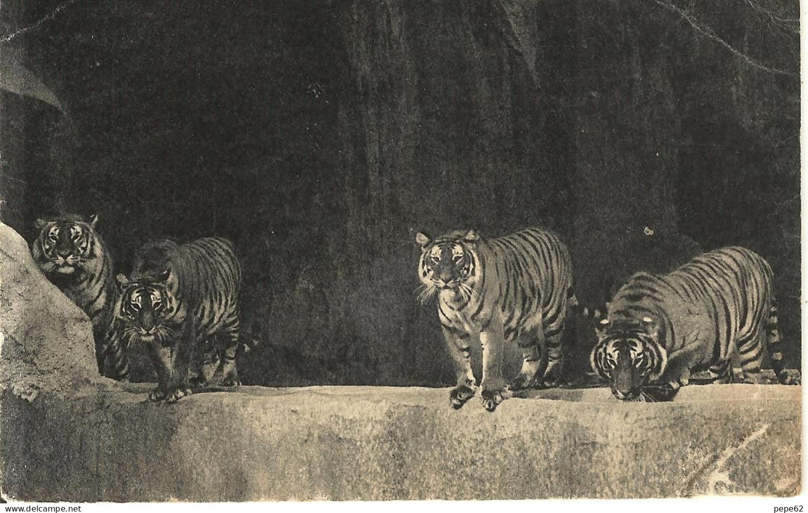 Paris-parc Zoologique Du Bois De Vincennes-un Beau Groupe De Tigres-cpsm Chateau D'ostrohove - Tiger