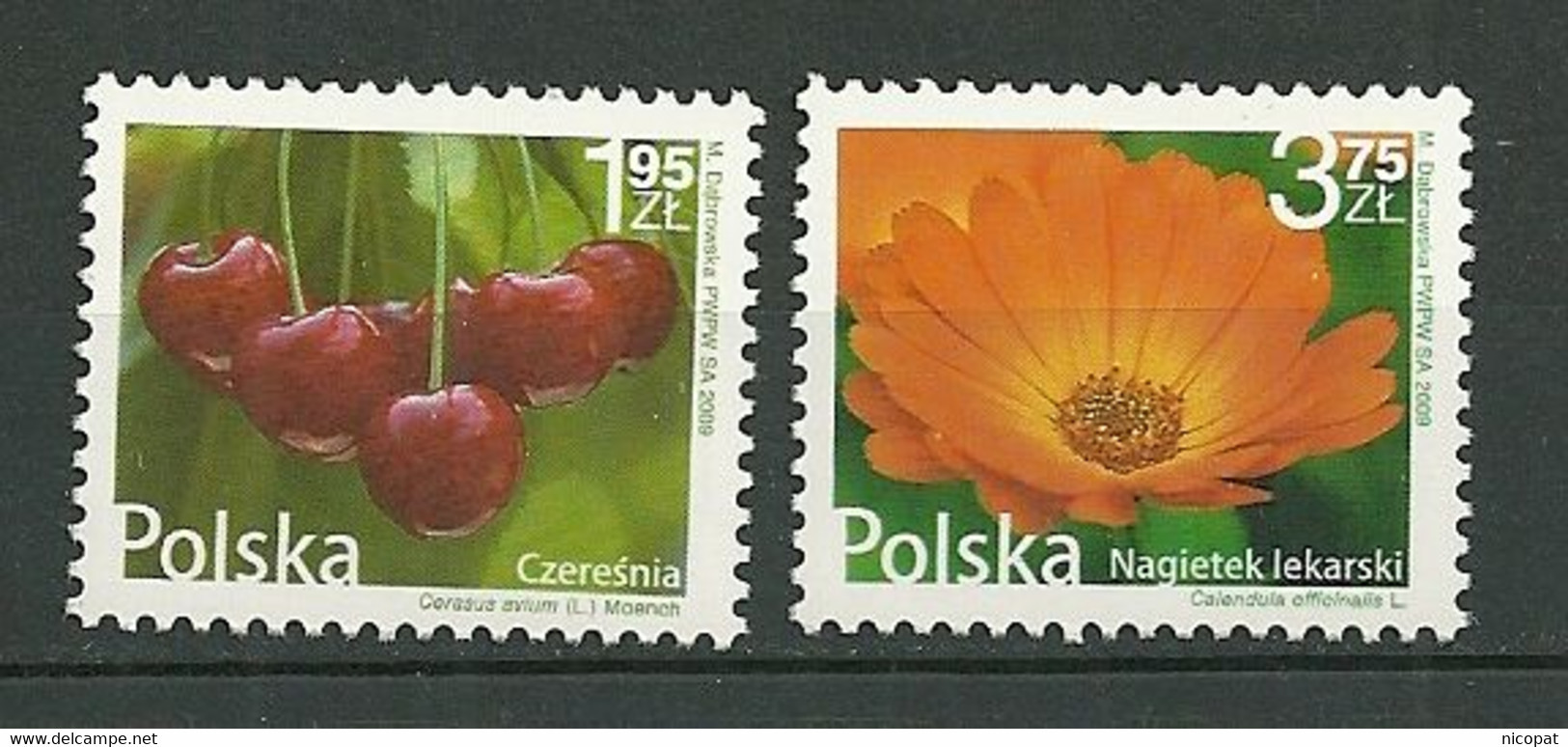 POLAND MNH ** 4165-4166 FLORE FLEUR ET FRUITS CERISE FLEUR DE SOUCI OFFICINAL - Nuevos