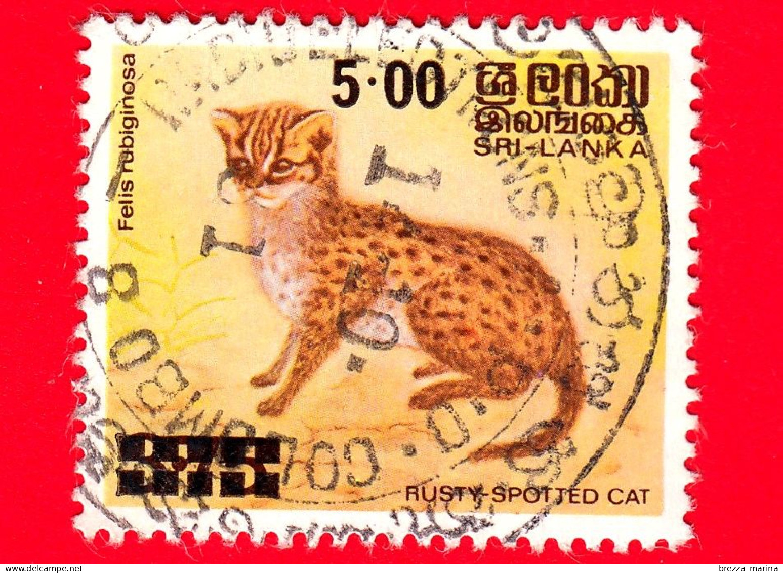 SRI LANKA - Usato - 1981 - Felini Selvatici - Gatti - Rusty-spotted Cat (Prionailurus Rubiginosus) - 5 - Sri Lanka (Ceylon) (1948-...)