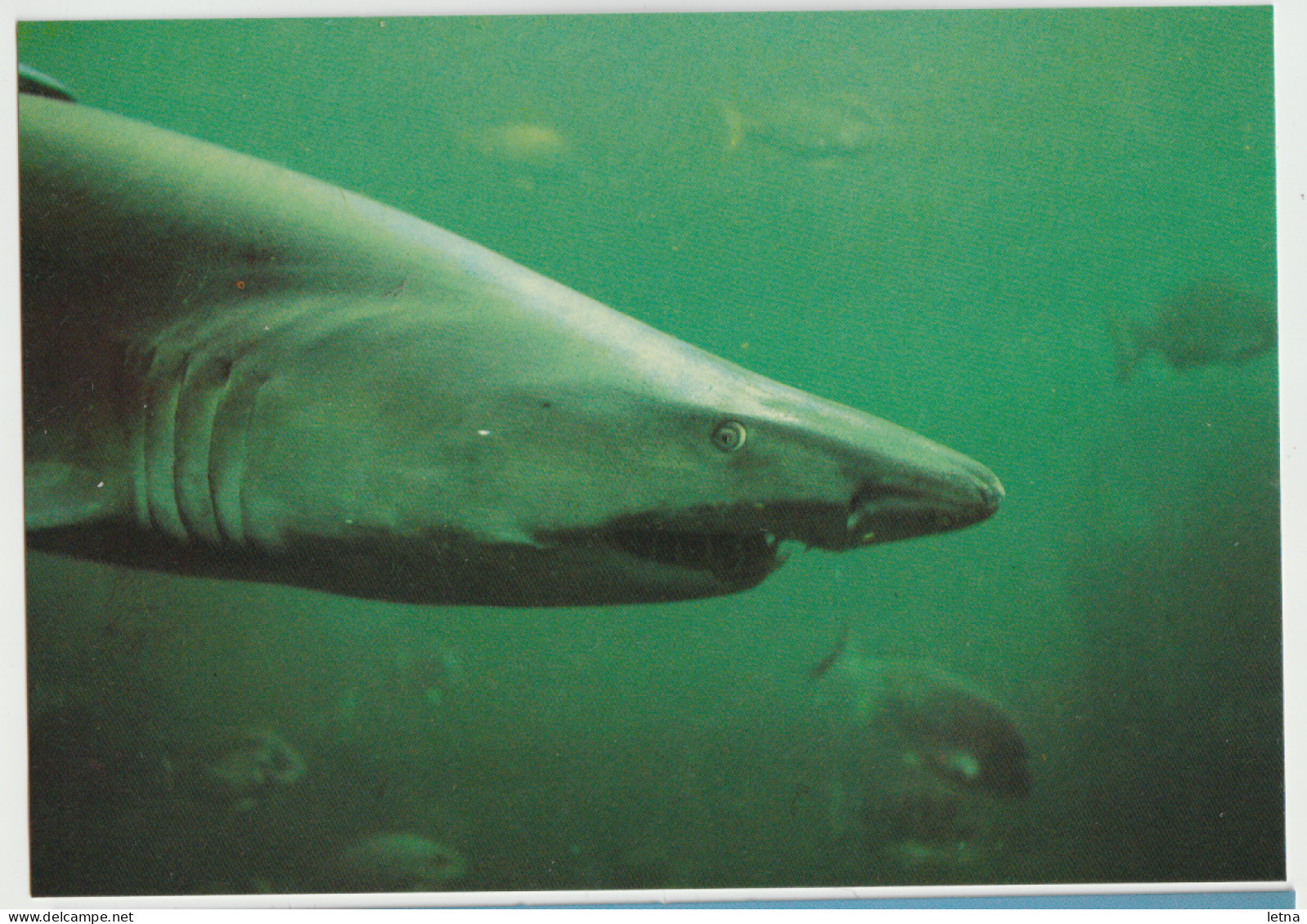 Australia VICTORIA VIC Sharks Rose Series No.1366 Postcard C1970s - Andere & Zonder Classificatie