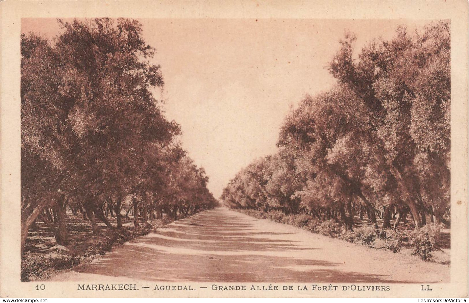 MAROC - Marrakech - Aguedal - Grande Allée De La Forêt D'Oliviers - Carte Postale Ancienne - Marrakesh