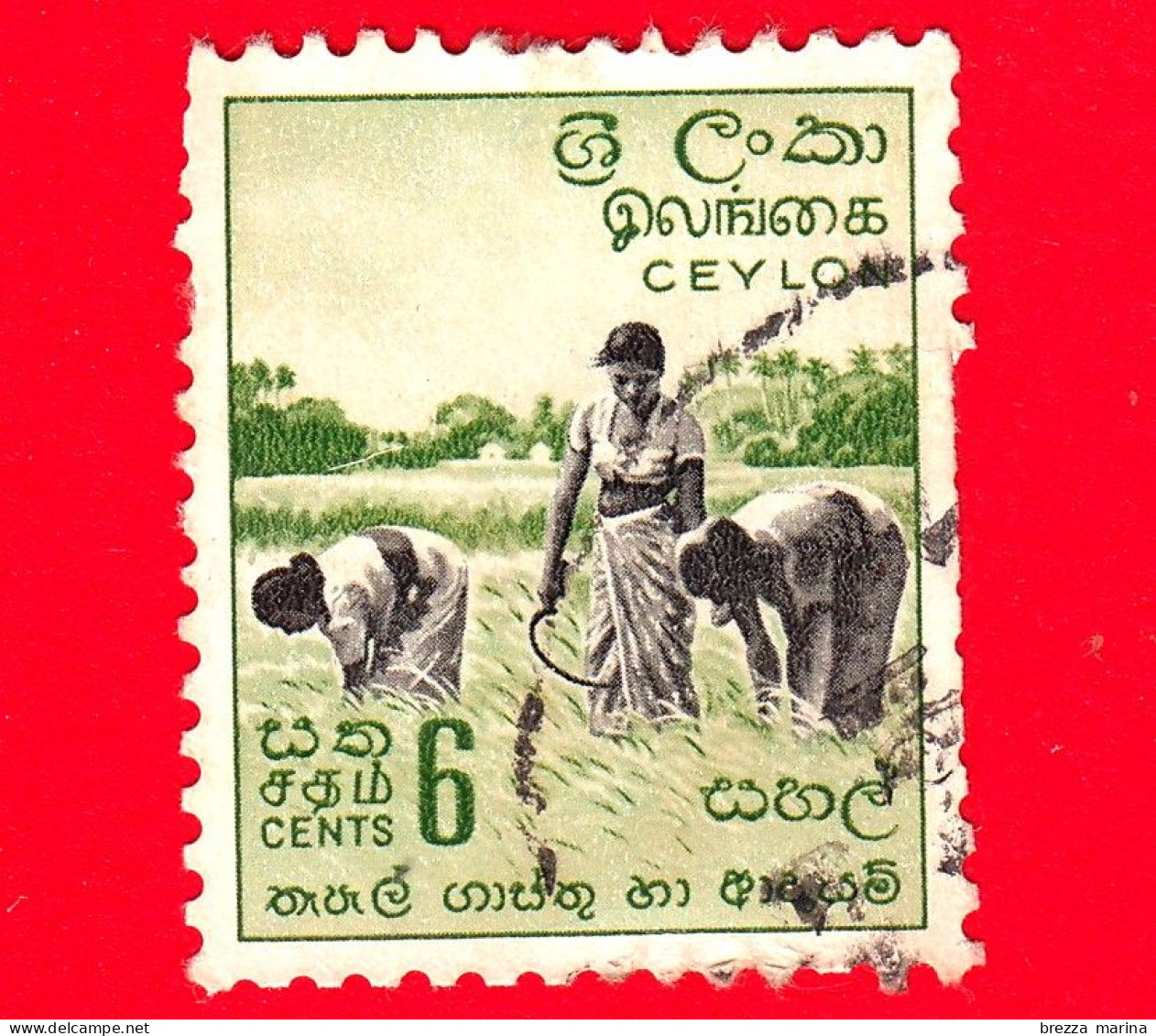 SRI LANKA (Ceylon)  - Usato - 1954 - Scene Locali - Raccolta Del Riso - Harvesting Rice -  6 - Sri Lanka (Ceylan) (1948-...)