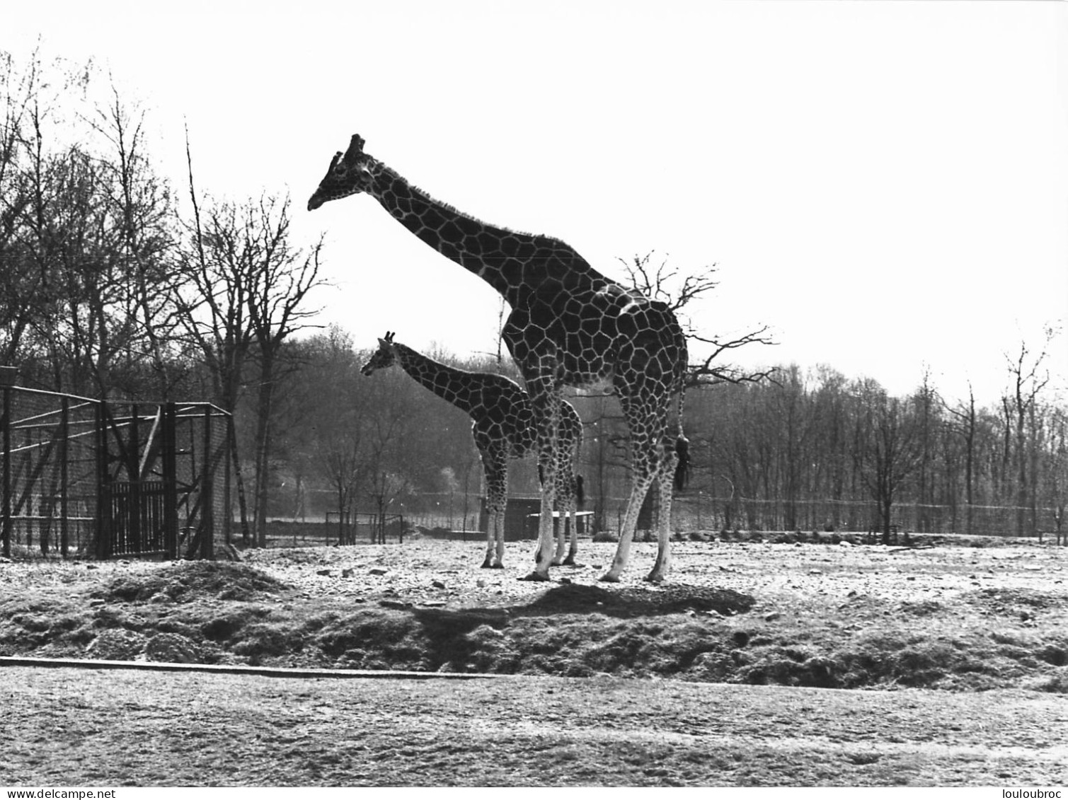 GIRAFES  GRANDE PHOTO ORIGINALE 24 X 18 CM R1 - Giraffe
