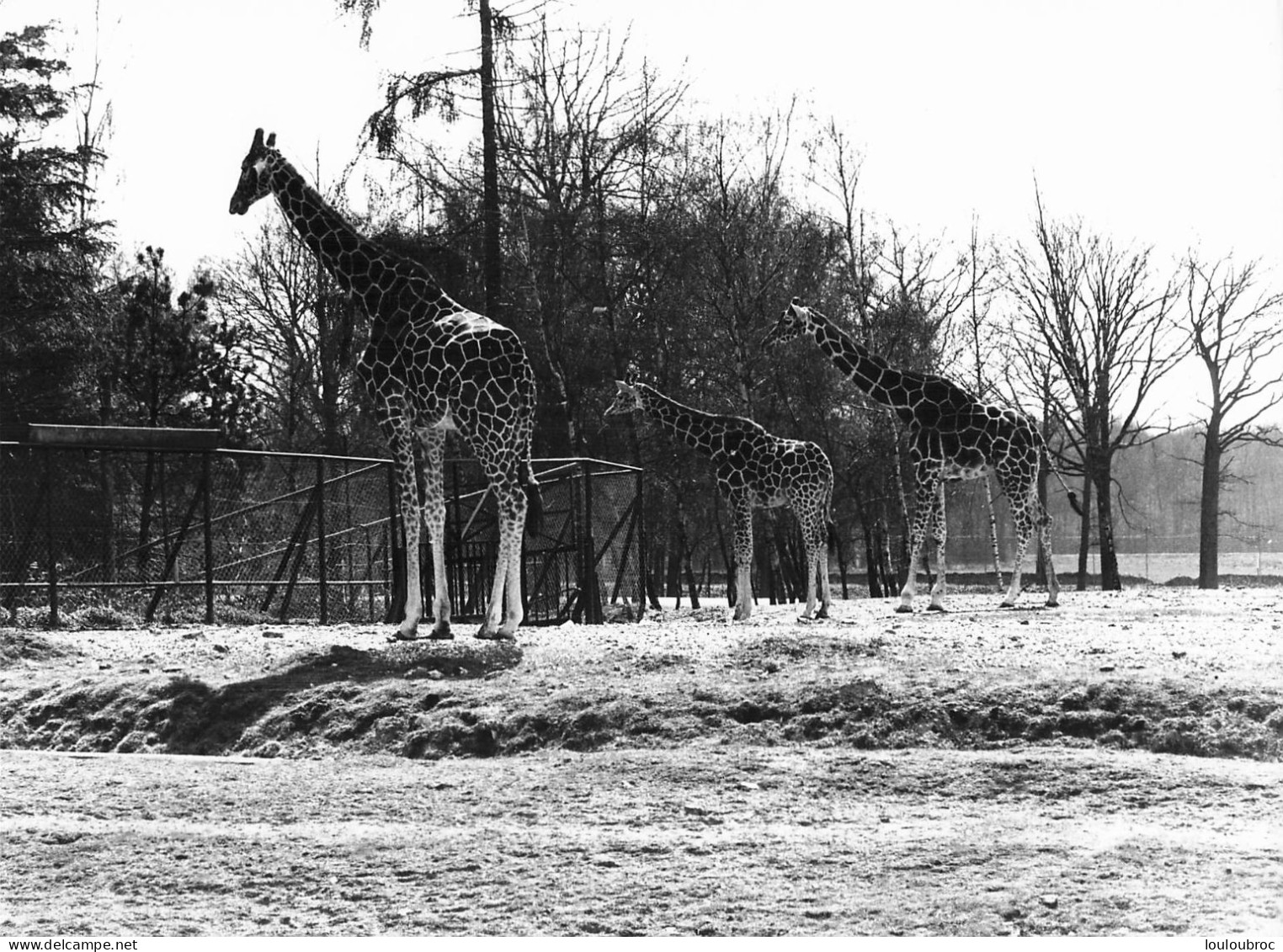 GIRAFES  GRANDE PHOTO ORIGINALE 24 X 18 CM R2 - Giraffen