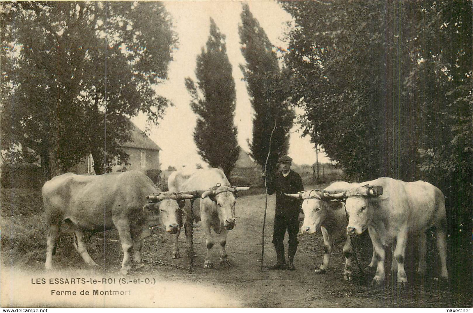 LES ESSARTS LE ROI  Ferme De Montmort (attelages De Bœufs) - Les Essarts Le Roi