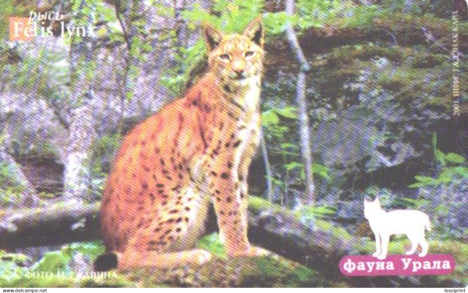 Russia:Used Phonecard, Uraltelekom Sverdlovsk Region, 100 Units, Ural Fauna, Lynx Lynx, 2002 - Russie