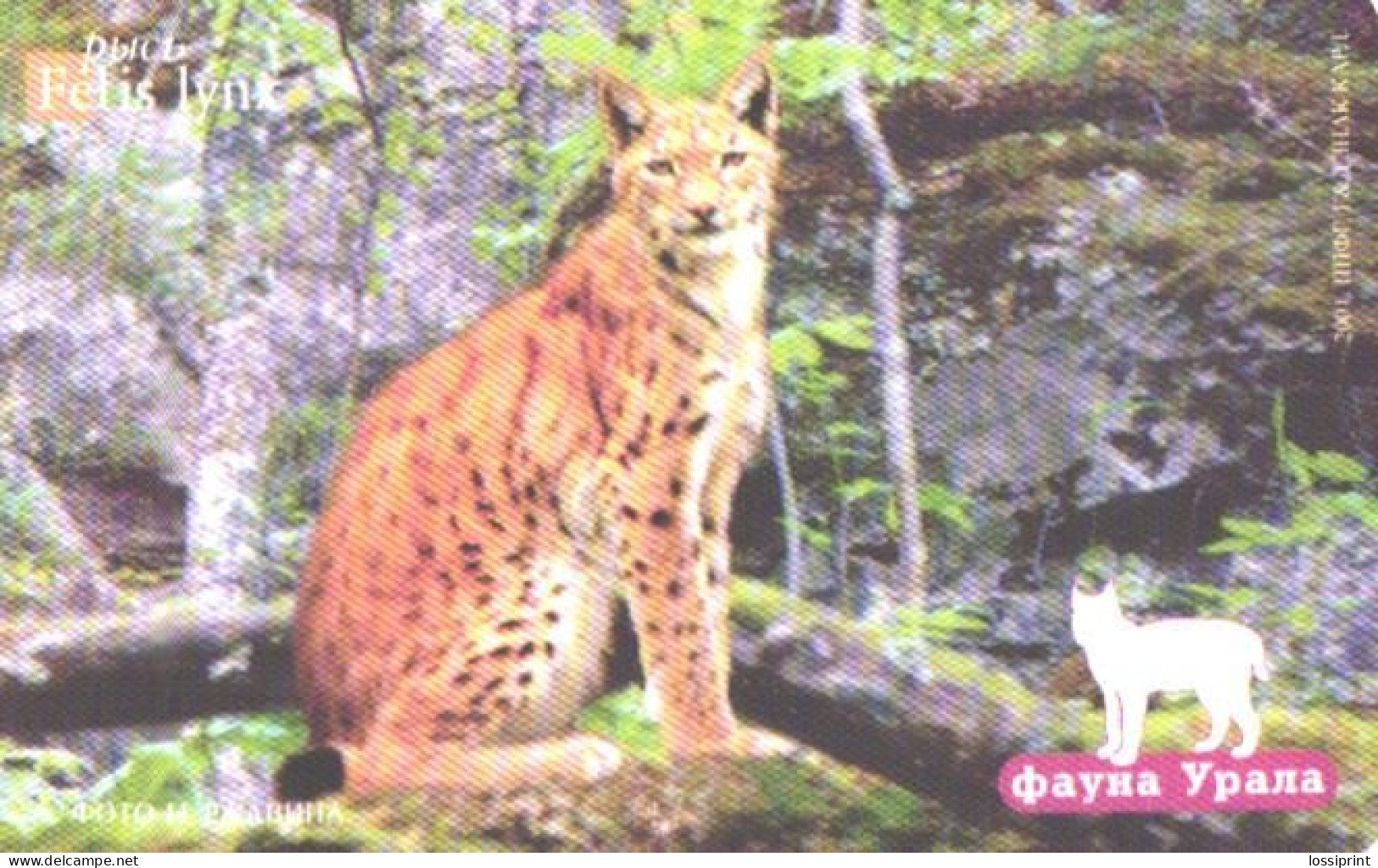 Russia:Used Phonecard, Uraltelekom Sverdlovsk Region, 200 Units, Ural Fauna, Lynx Lynx, 2002 - Russia