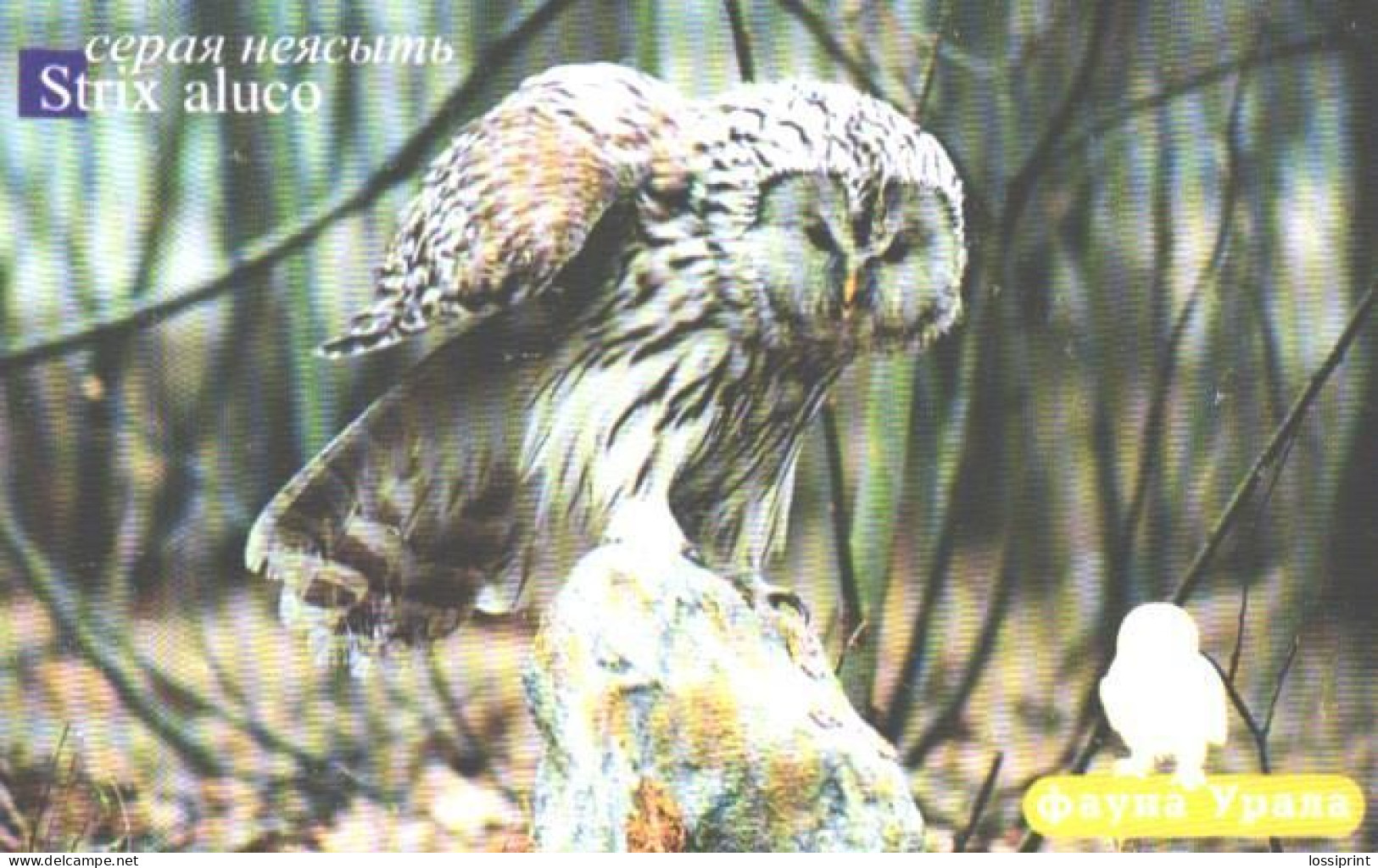 Russia:Used Phonecard, Uraltelekom, 200 Units, Ural Fauna, Bird, Owl, Strix Aluco, 2003 - Russia