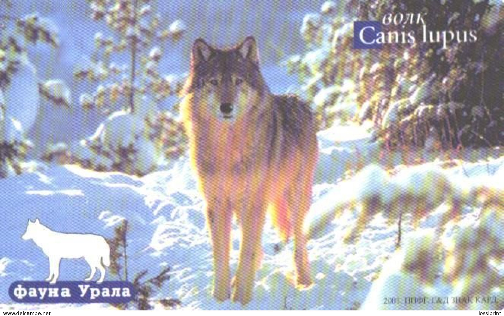 Russia:Used Phonecard, Jekaterinburg International Telefon Station, 100 Units, Ural Fauna, Wolf, Canis Lupus, 2002 - Russia