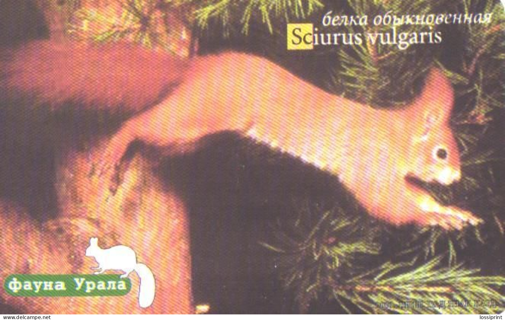 Russia:Used Phonecard, Jekaterinburg International Telefon Station, 75 Units, Ural Fauna,squirrel,Sciurus Vulgaris, 2001 - Russie