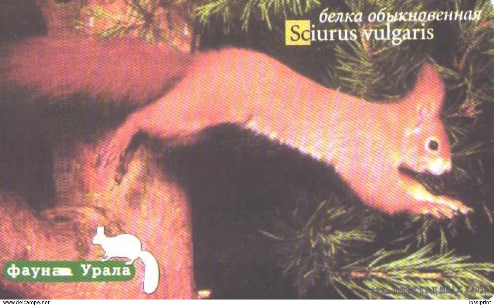 Russia:Used Phonecard, Jekaterinburg International Telefon Station, 150 Units,Ural Fauna,squirrel,Sciurus Vulgaris, 2001 - Russie