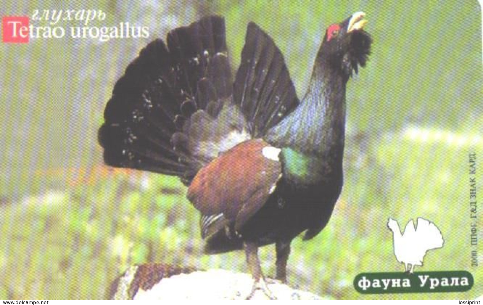 Russia:Used Phonecard, Jekaterinburg International Telefon Station, 75 Units,Ural Fauna,bird, Tetrao Urogallus,2001 - Russie