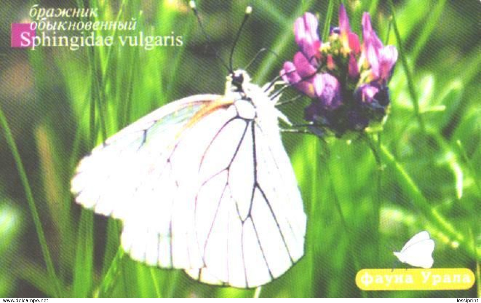 Russia:Used Phonecard, Uralsvjazinform, 225 Units, Ural Fauna, Butterfly, Sphingidae Vulgaris, 2006 - Russia