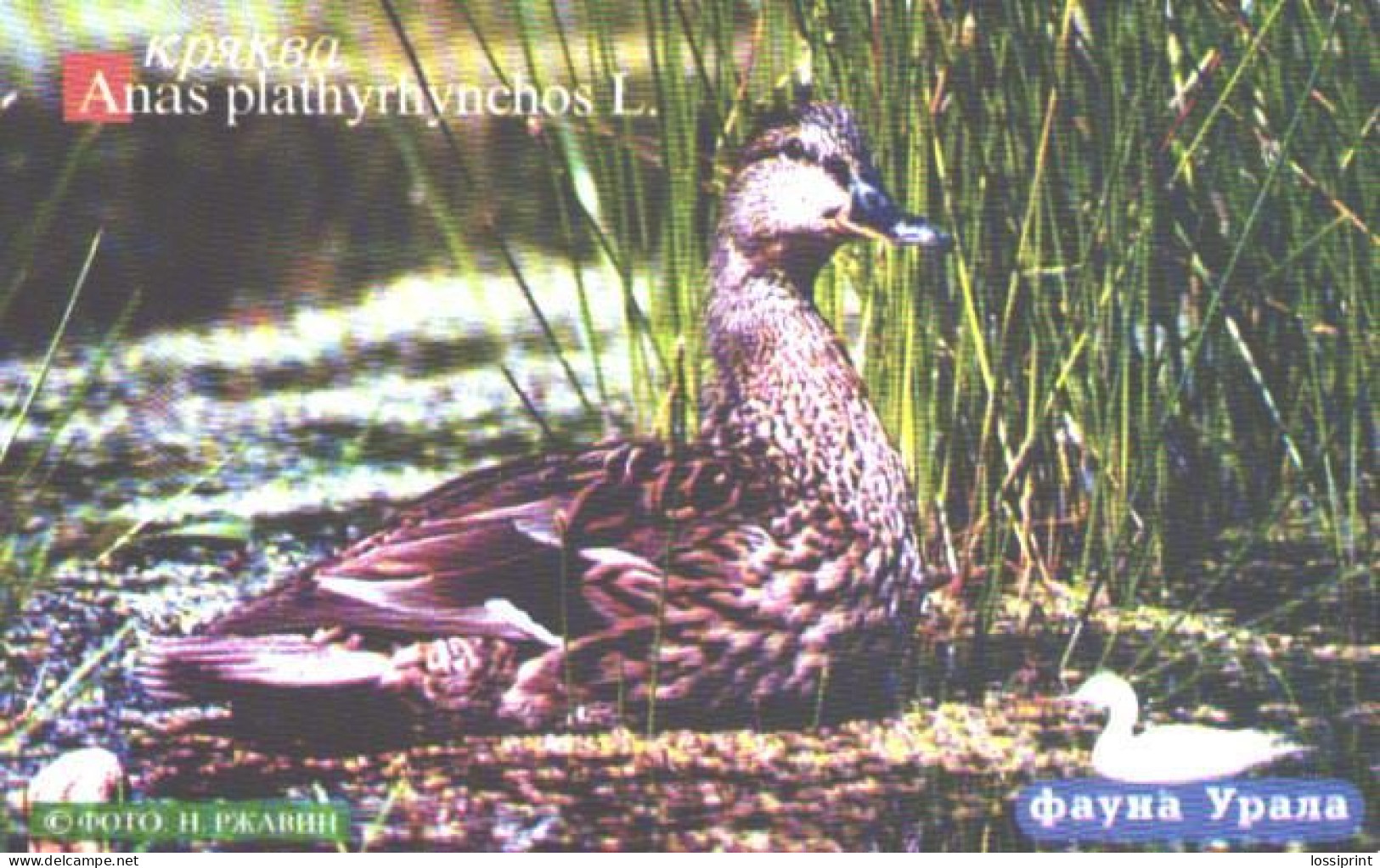 Russia:Used Phonecard, Uralsvjazinform, 150 Units, Ural Fauna, Bird, Anas Plathyrhynchos, 2004 - Russie