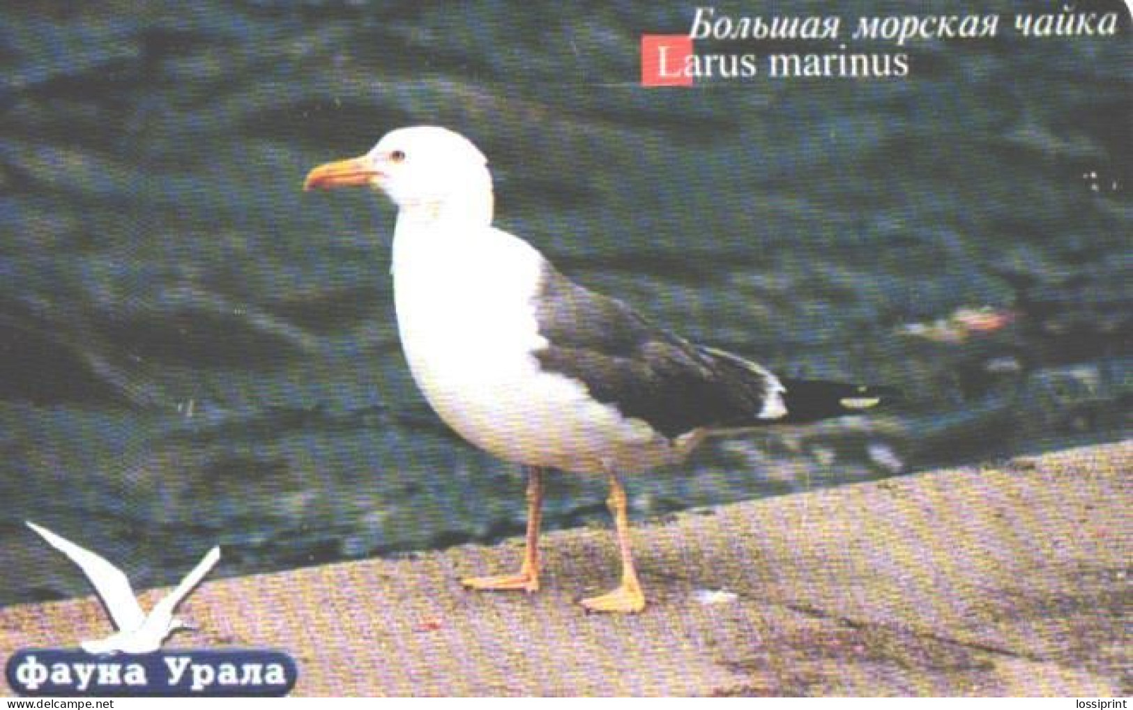 Russia:Used Phonecard, Uralsvjazinform, 100 Units, Ural Fauna, Bird, Gull, Larus Marinus, 2004 - Russia