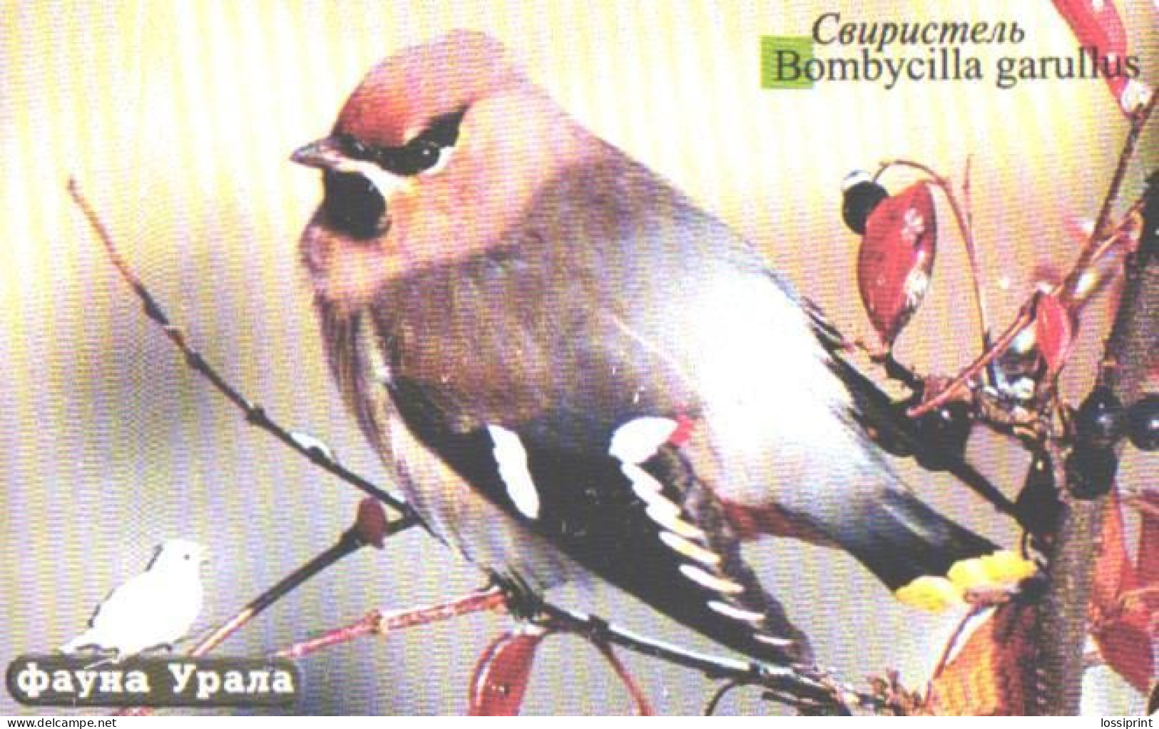 Russia:Used Phonecard, Uralsvjazinform, 150 Units, Ural Fauna, Bird, Bombycilla Garullos, 2004 - Russia