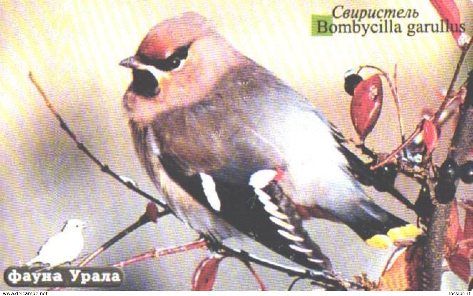 Russia:Used Phonecard, Uralsvjazinform, 100 Units, Ural Fauna, Bird, Bombycilla Garullos, 2004 - Russia
