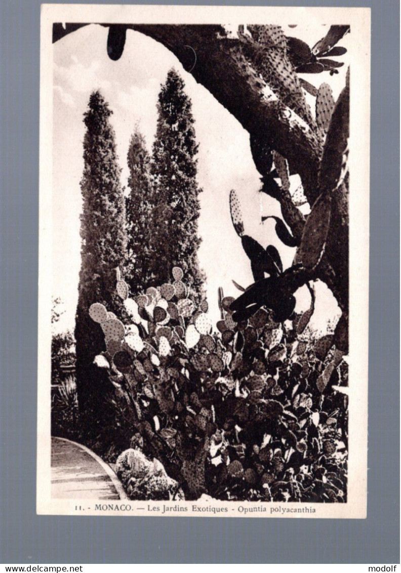 CPA - Monaco - Les Jardins Exotiques - Opuntia Polyacanthia - Non Circulée - Exotic Garden